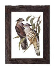 Vintage Hawk Art Print Bird Illustration Retro Home Decor 5x7 Bird Wall Art