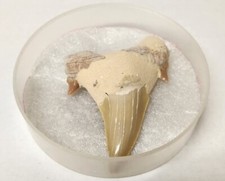 Mackerel Shark Tooth; Otodus Odontus