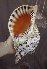 Natural Triton Trumpet Seashell (7.9"–11") Beach Home Decor, Ocean Collectible