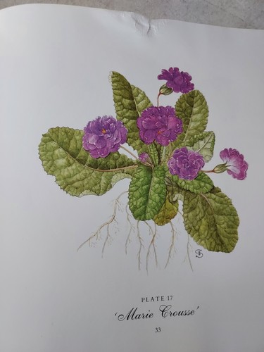 The Book of Primroses Barbara Shaw (1991,HCDJ) BL1H - Picture 12 of 16