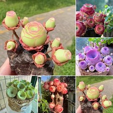 About 1000Pcs Mountain Rose Fleshy Seeds Potted Flower Seeds On Indoor Balcony