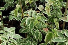 Cornus Kousa Samaritan in 9cm pot grafted