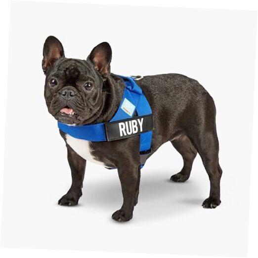 DF Co. Dog Harness | Chafe Resistant Webbing, Adjustable Neck & L Classic Blue