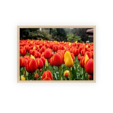 Tulips Posters with Wooden Frame
