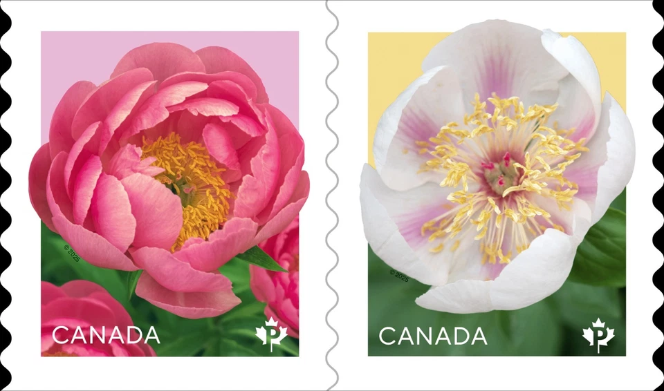 Bobina de 50 soportes permanentes Peonías 2025 con descuento  Foto 2 de 4