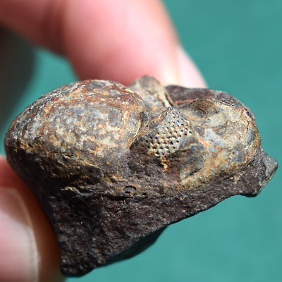 Rare Trilobite Fossil from Bolivia - Devonian Era Collectible