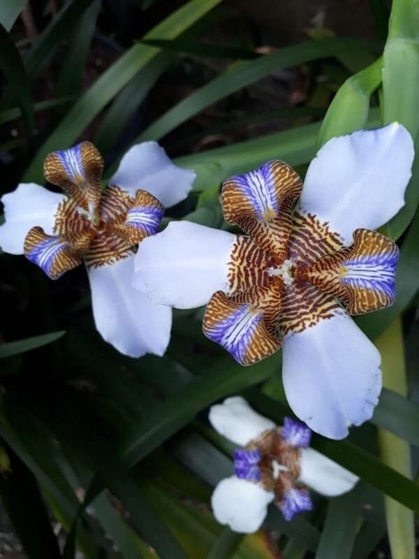 Imporetd Walking Iris Mixed Color flower bulbs for winter season india Pack of 3