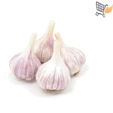 Gourmet Garlic Chesnok Red Bulbs Hard Neck 4 Pack Organic Plant for Fall