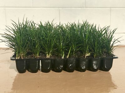 Mondo Grass 18 Pack - Evergreen Groundcover - Full Sun to Part Sun Live Outdoor 