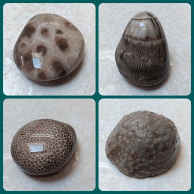 4 Pc MI Fossil Sampler Devonian Hexagonaria Rugosa Favosites Stromatoporoidea