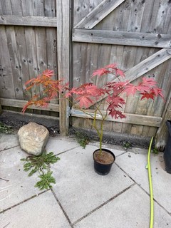 Acer Palmatum Westonbirt Red RARE Japanese Maple Tree / Bonsai