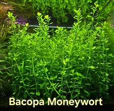 Bacopa Moneywort - Live Aquatic Fish Tank Shrimp Tank Background Stem Plants