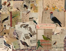 45 PIGEON Pages PDF printable DIGITAL Art download Junk Journal Ephemera Kit