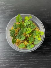 Ficus quercifolia – Oak Leaf Creeping Fig – Rooted Terrarium Plant – 6.5cm Tub
