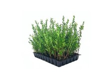 Ilex Compacta Crenata Holly |2 Inch | Ilex crenata |
