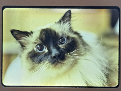 #ad #ad Vintage Cat Color Slide 1986 Blue Eyed Feline Pet Animal Photograph $6.99