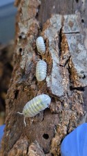 30 ct Armadillidium Vulgare 'Magic Potion USA' Isopods LIVE