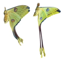 Argema mittrei Papered Specimens Ex Madagascar