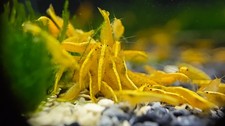 20+ Golden Back Yellow Shrimp – High Grade Neocaridina Live Freshwater Shrimp