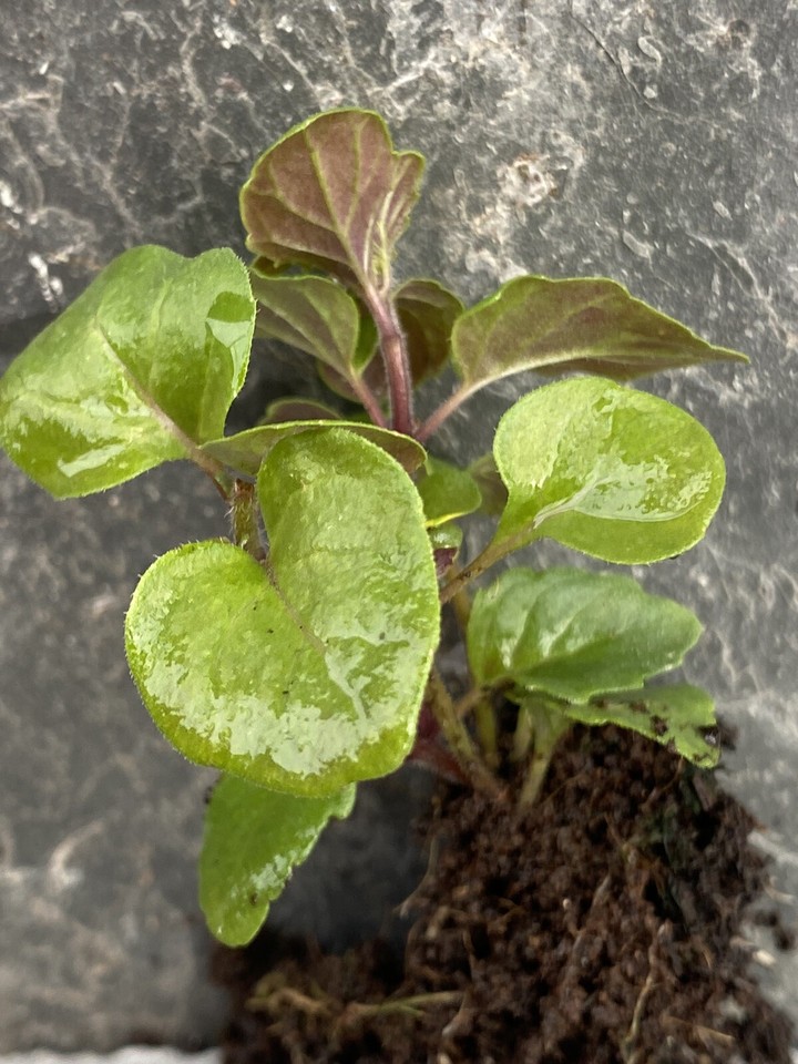 Hanging Basket Mint 'Indian Mint' Plug Plants x 4. Trailing. Herb. Free