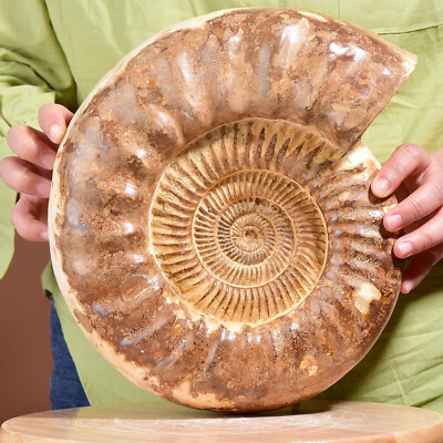 16.44LB Natural conch Fossil slice Sea Conch Crystal Mineral Specimen
