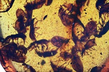 Huge Swarm of Coleoptera (Beetles), Fossil inclusion in Burmese Amber
