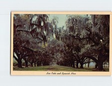 Live Oaks  Spanish Moss Q-28433