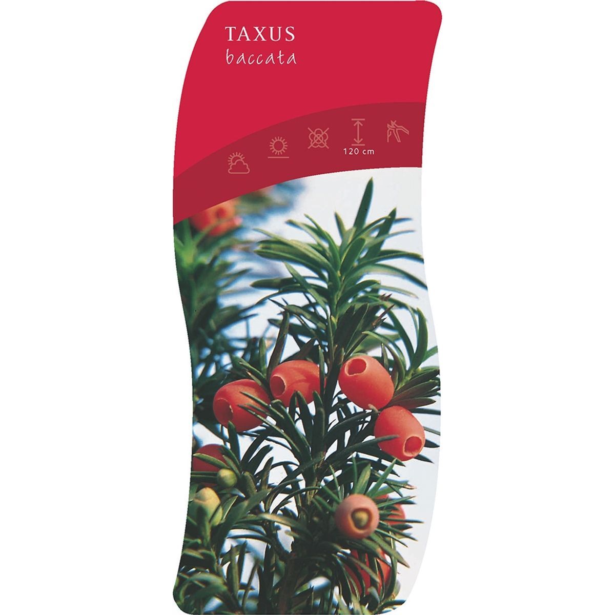 Tasso Comune (Taxus Baccata) In Vaso ø10 Cm - Pianta Da Siepe Sempreverde, Altezza 20/30 Cm, Da Vivaio Di Castelletto - Foto 10