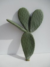 ALBERELLO FICO D'INDIA FICHIDINDIA A 4 PALE UNITE FRUTTI BIANCHI + REGALO