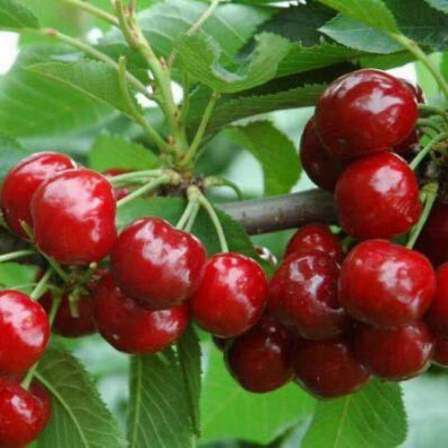 New Fresh 100pcs Cherry Fruit Seeds Generic - Picture 1 of 4
