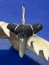 SHARK TOOTH PENDANT Fossilized 7/8 Inch Lower LEMON Shark Tooth 