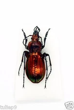 Beetle - Carabidae - Chysocarabus auronitens festivus (MorF) - Reddish Form 