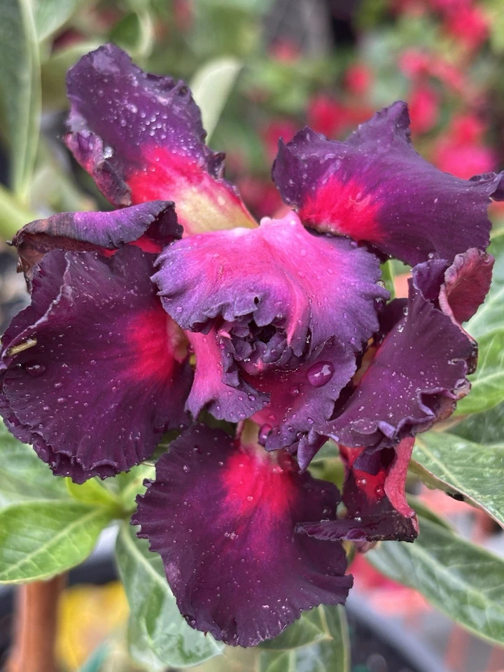 Adenium Desert Rose Exotic Plant With Purple Flowers Triple Round Petal - Image 2 of 4