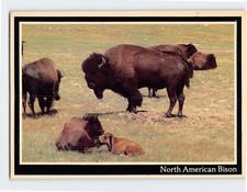 Postcard North American Bison Badlands Black Hills South Dakota USA