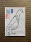 ACEO Original Pigeon Sketch Card 3x2.5 3of5 graphite/watercol firebutterfly NixR — photo 1