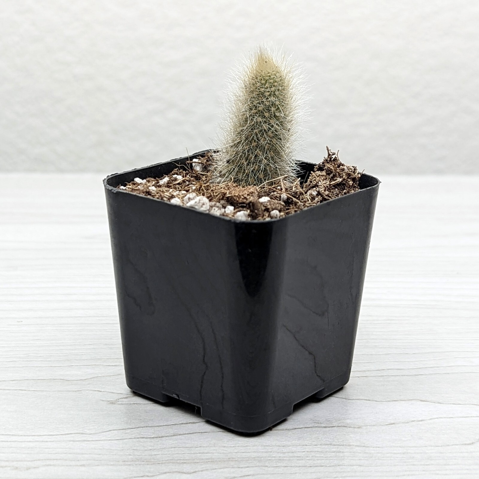 Cactus Plant Monkey Tail 1 inch + Long Live Plants In 3" Pot (SM