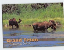 Postcard The Shiras Moose, Grand Teton National Park, Wyoming