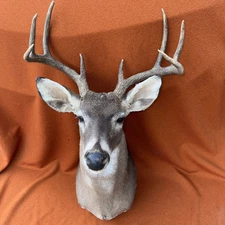 Whitetail Deer Taxidermy Shoulder Mount