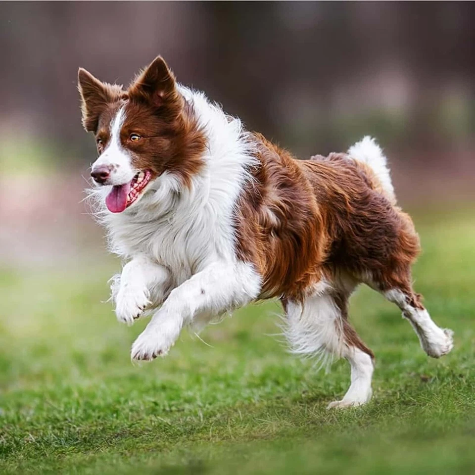 Eminent Adult 15kg glutenfreies Trockenfutter | kleine mittlere erwachsene Hunde - Bild 4 von 4