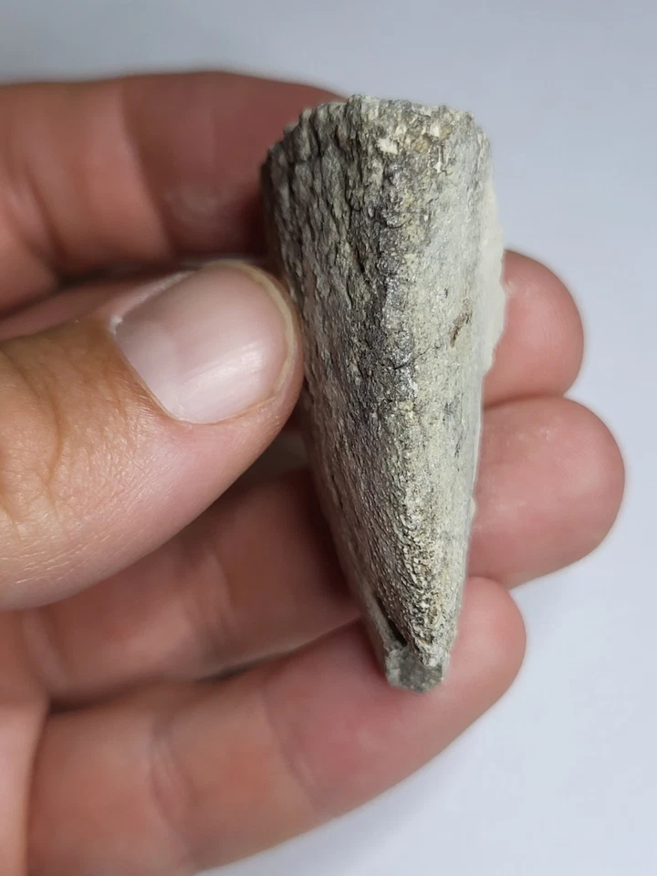 Turtle/Tortoise Shell White River Fm Oligocene 37-30myo After Dinosaurs Ref4014 - Image 4 of 4