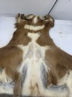BIG pronghorn Antelope Cape — photo 1
