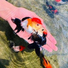 Imported Tri-Color Thai Oranda Goldfish 3'' Unsexed Seller s Choice