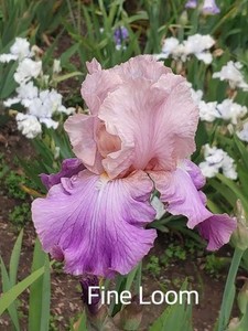 ''Fine Loom''  Bearded  Iris Rhizome PRE-SALE to Ship Aug/Sept