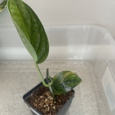 Variegated Monstera Peru well rooted Plant