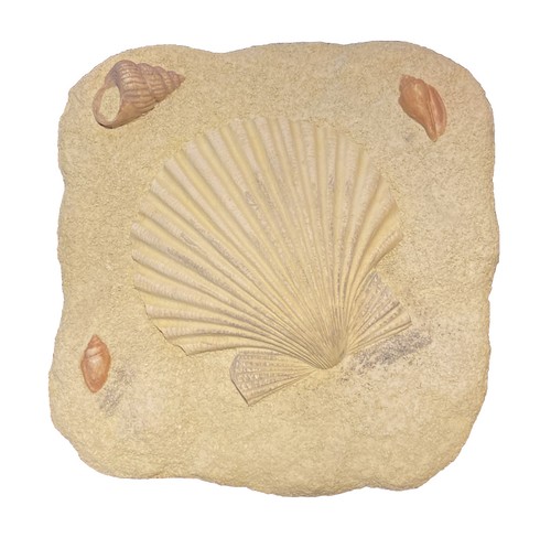 3 Vintage Mid Century Maitland Smith Tessellated Sea Shells Bathroom Wall Art - Picture 4 of 5