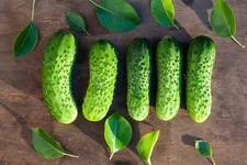 BOSTON PICKLING CUCUMBER 25 SEEDS NON-GMO FRESH FOR 2024 GARDENS