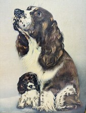 Vintage Art Print On Thick Stock Springer Spaniel Dog & Puppy By Kopland 16x20