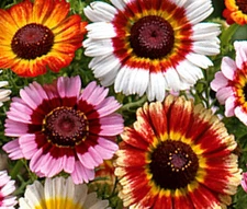 DAISY PAINTED Chrysanthemum Carinatum - 3,000 Bulk Seeds