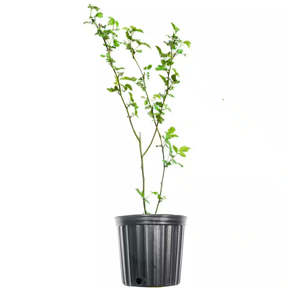 Primeark Freedom Blackberry Bush in 1 Gal. Growers Pot, Large Delicious Fruit