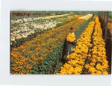 Postcard Pom Pom Field Florida USA